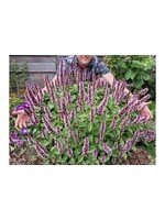 Agastache Beelicious Pink.- Hyssop, #1