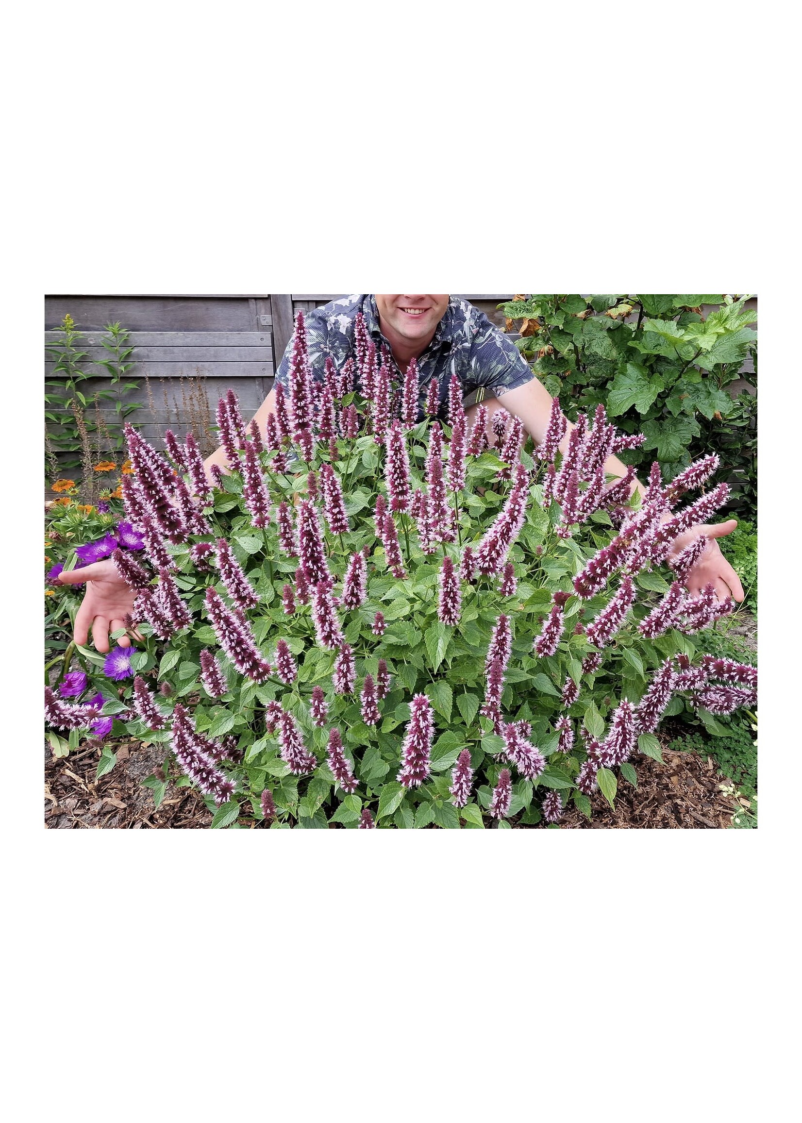 Agastache Beelicious Pink.- Hyssop, #1