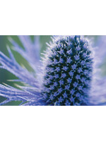 Eryngium Big Blue- Sea holly,  #1