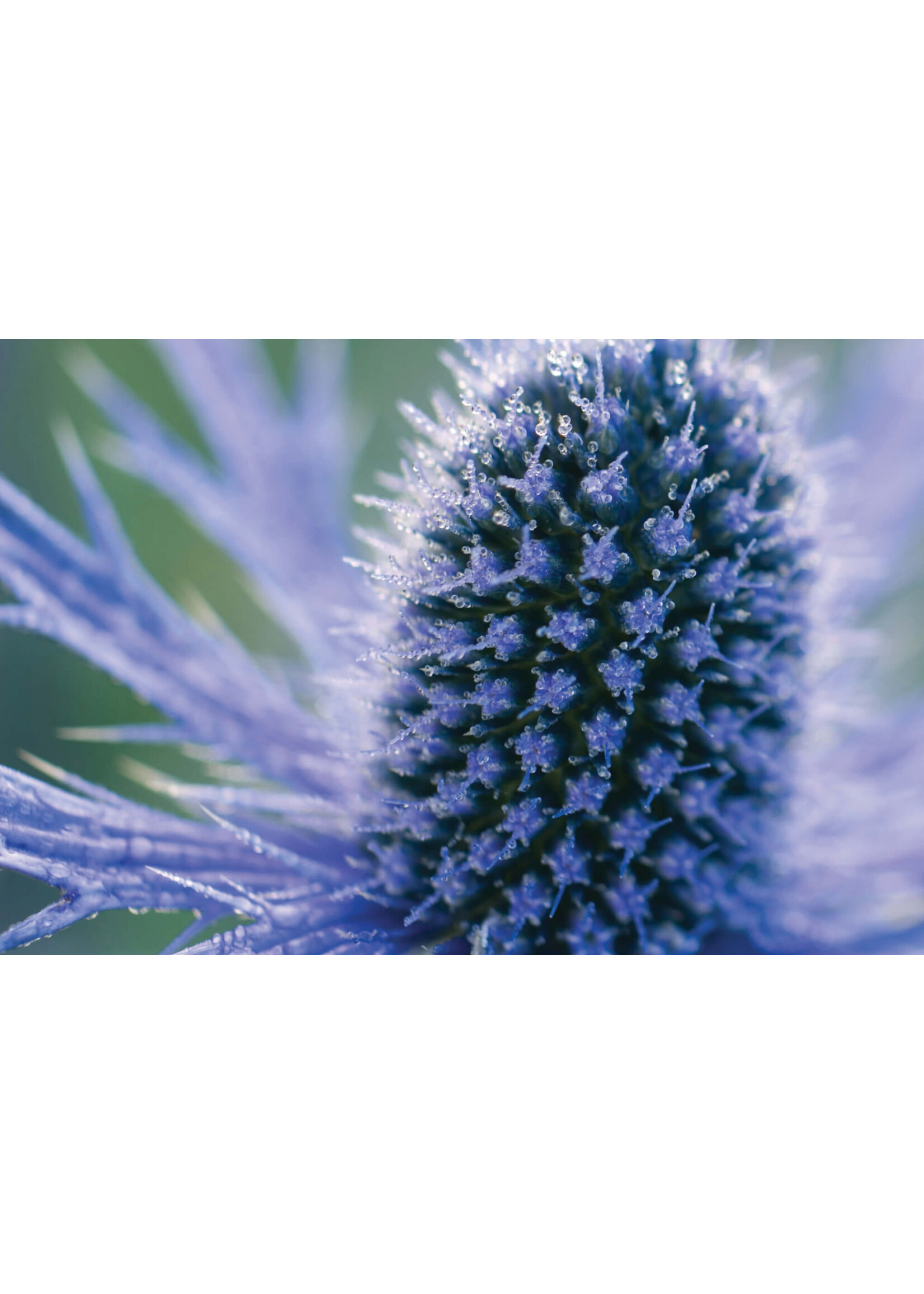 Eryngium Big Blue- Sea holly,  #1