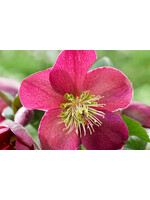 Helleborus Spring Sparkle Red, Lenten Rose #1