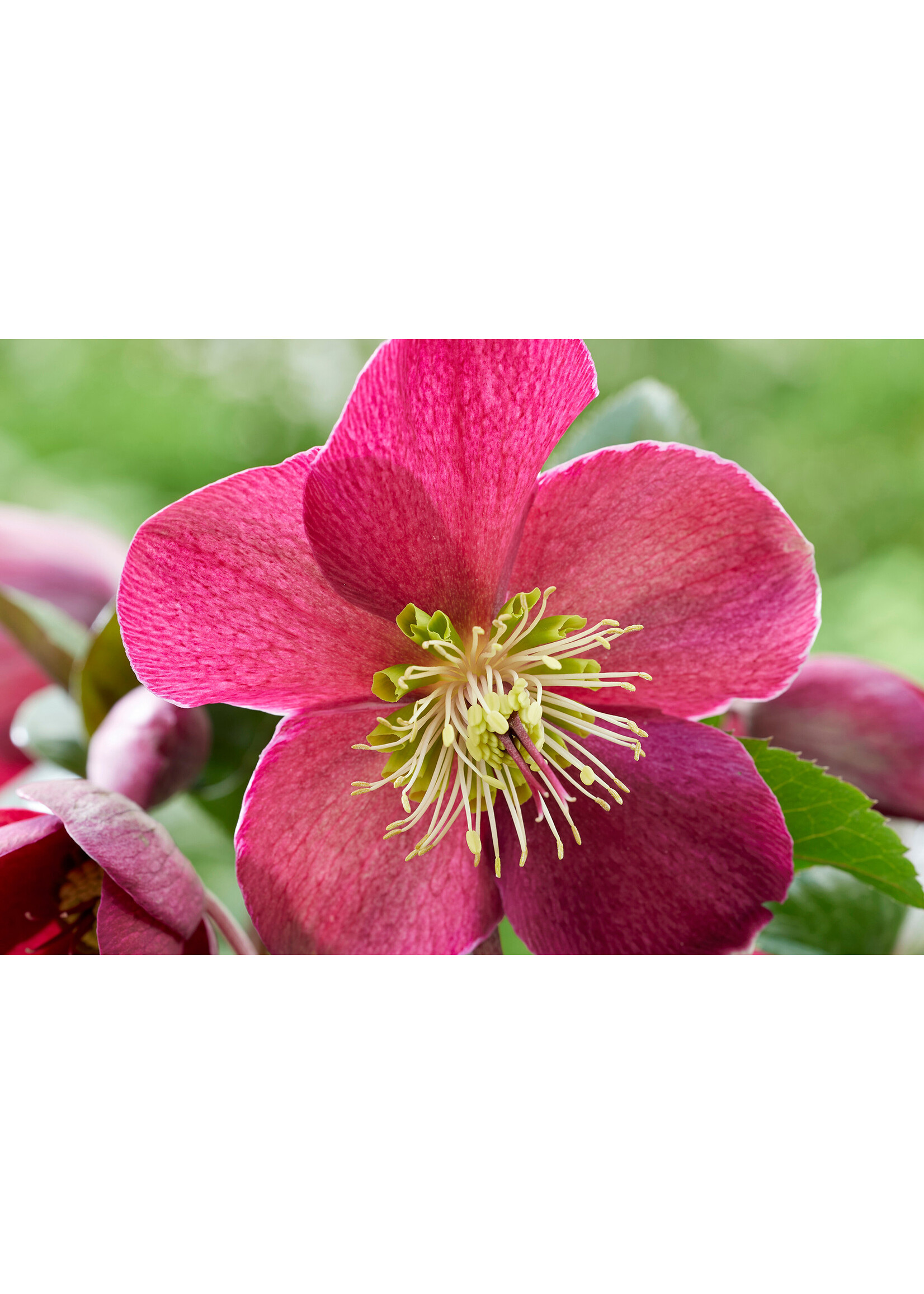 Helleborus Spring Sparkle Red, Lenten Rose #1