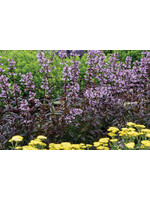 Penstemon Blackbeard, Beardtongue #1