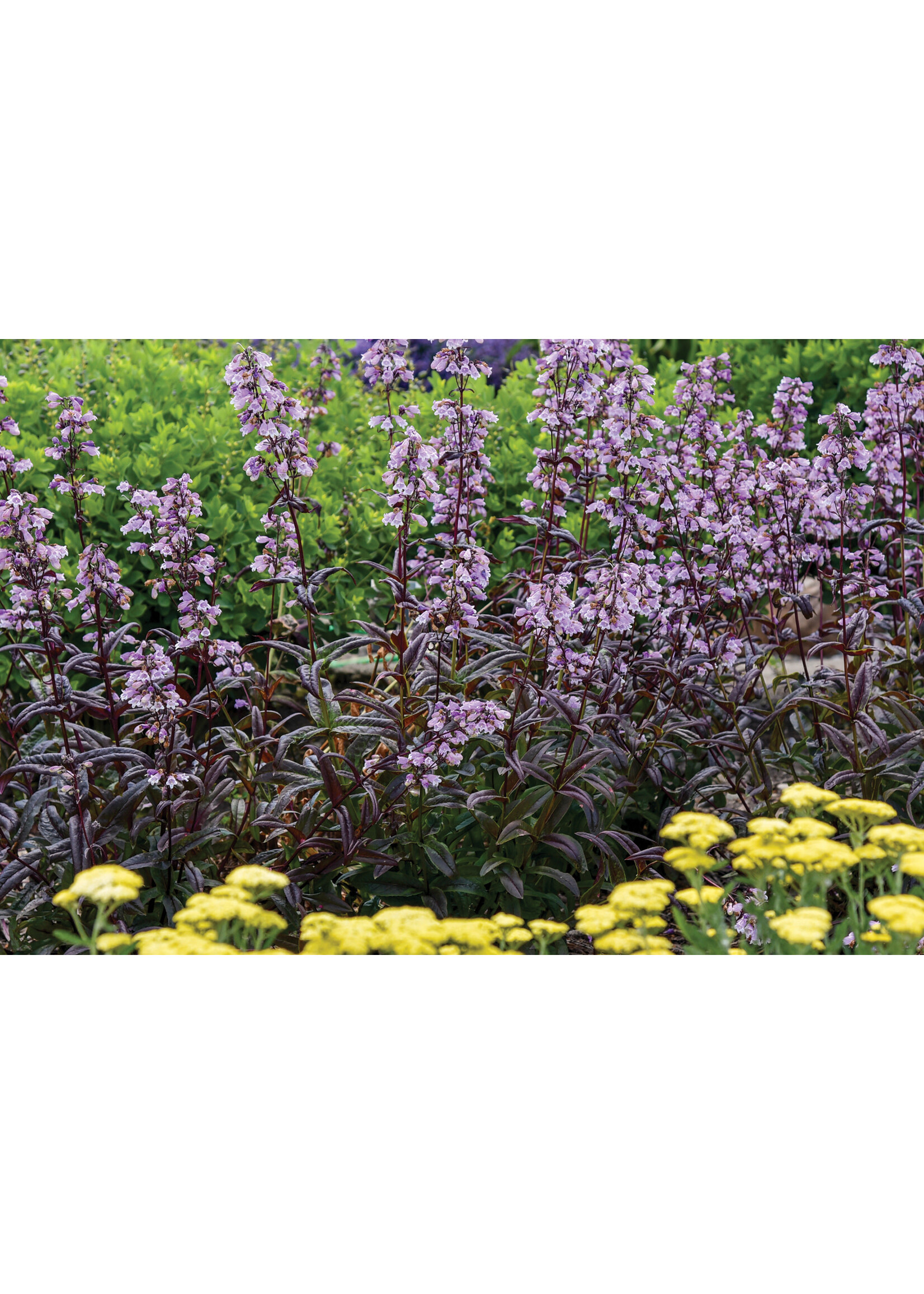 Penstemon Blackbeard, Beardtongue #1