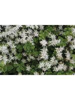 Sedum ternatum, Stonecrop, #1