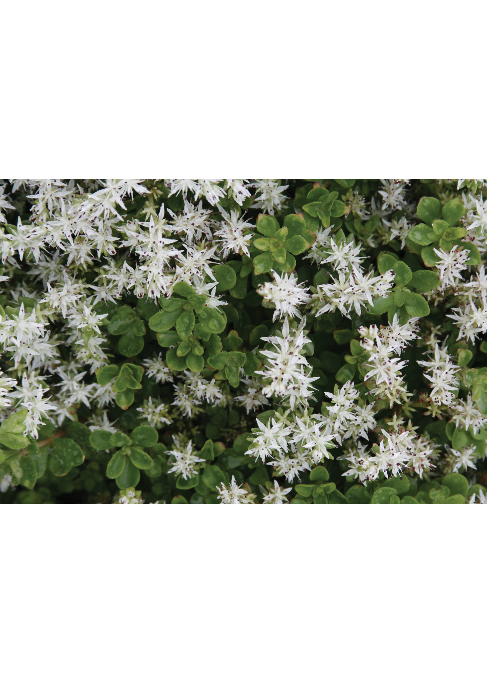 Sedum ternatum, Stonecrop, #1