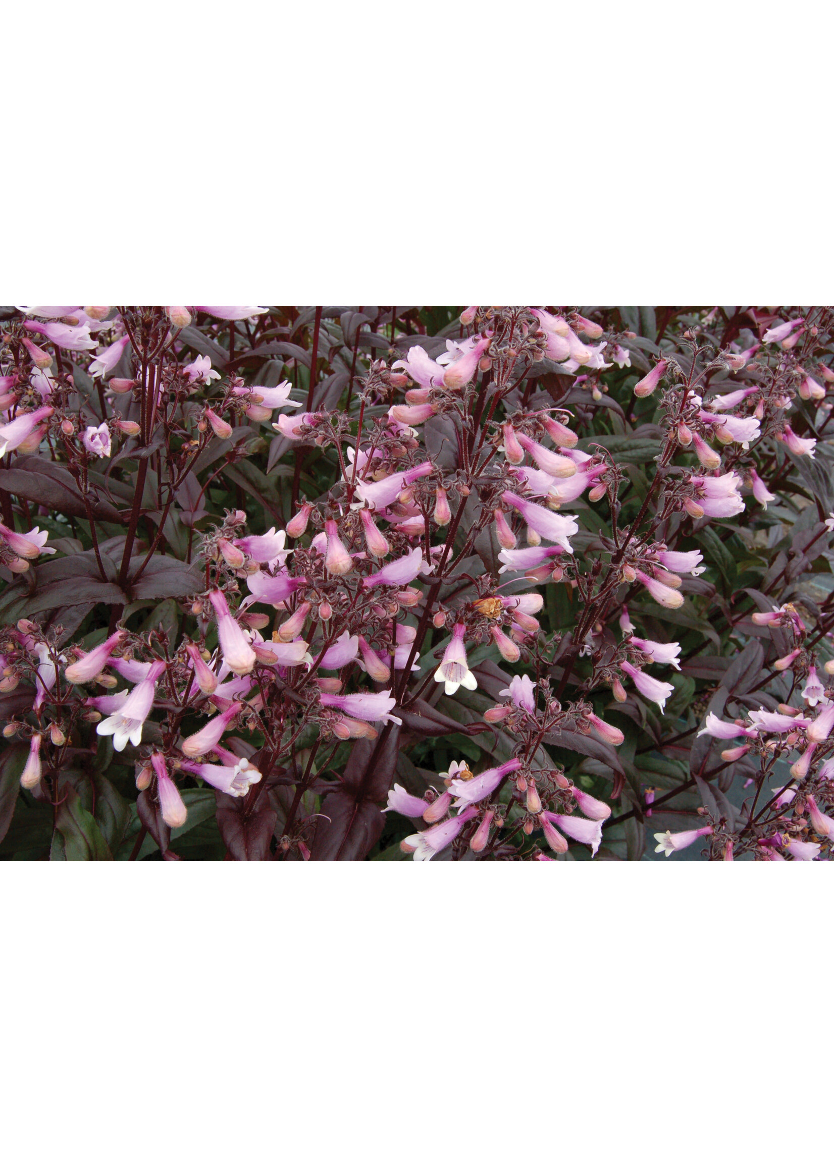 Penstemon Dark Towers, Beardtongue #1