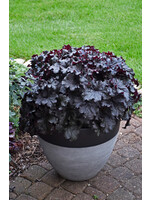 Heuchera Dressed Up Evening Gown, Coral Bells #1