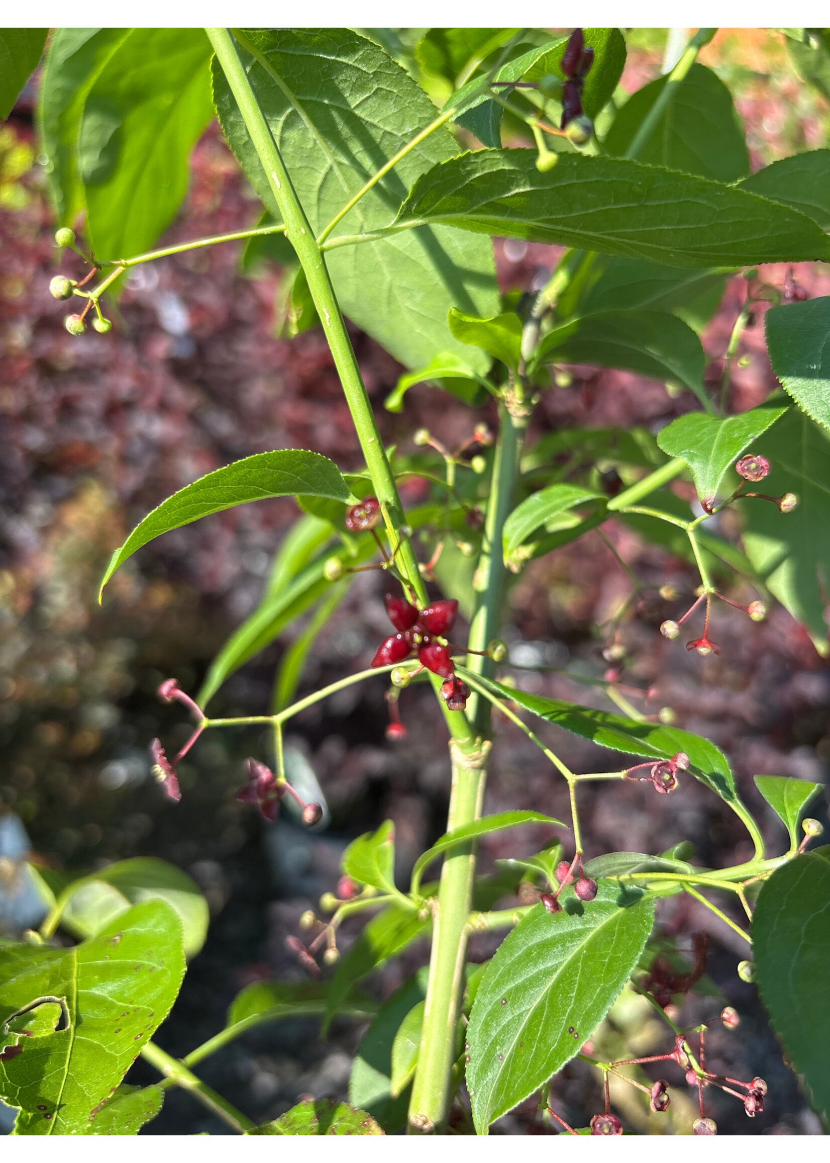 Euonymus atropurpureus, Eastern Wahoo #3