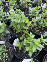 Pycnanthemum verticillatum var. pilosum, Hairy Mountain Mint #1