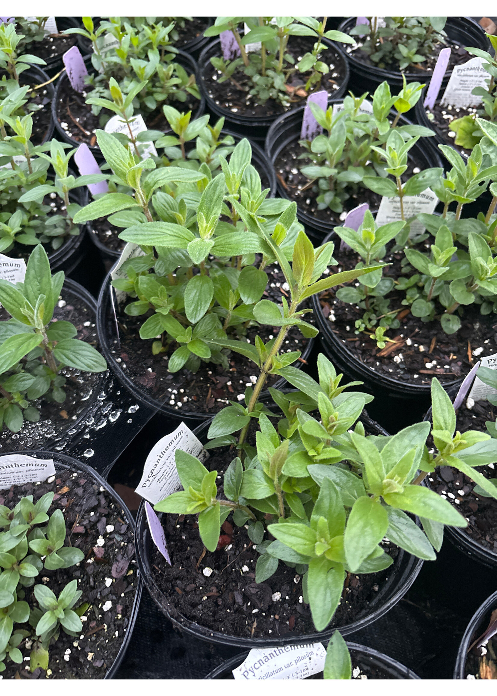 Pycnanthemum verticillatum var. pilosum, Hairy Mountain Mint #1