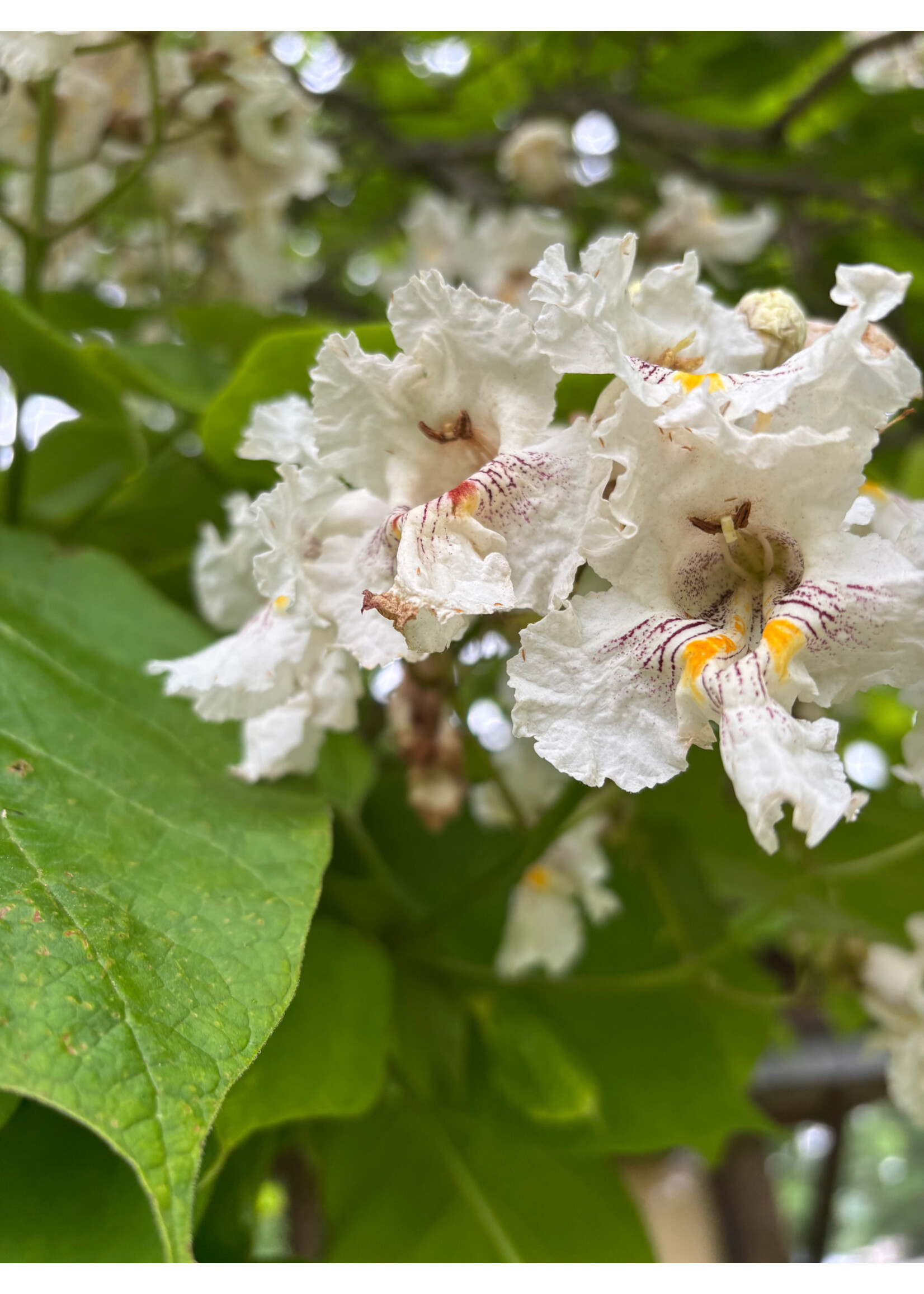 Catalpa speciosa, Northern Catalpa #3