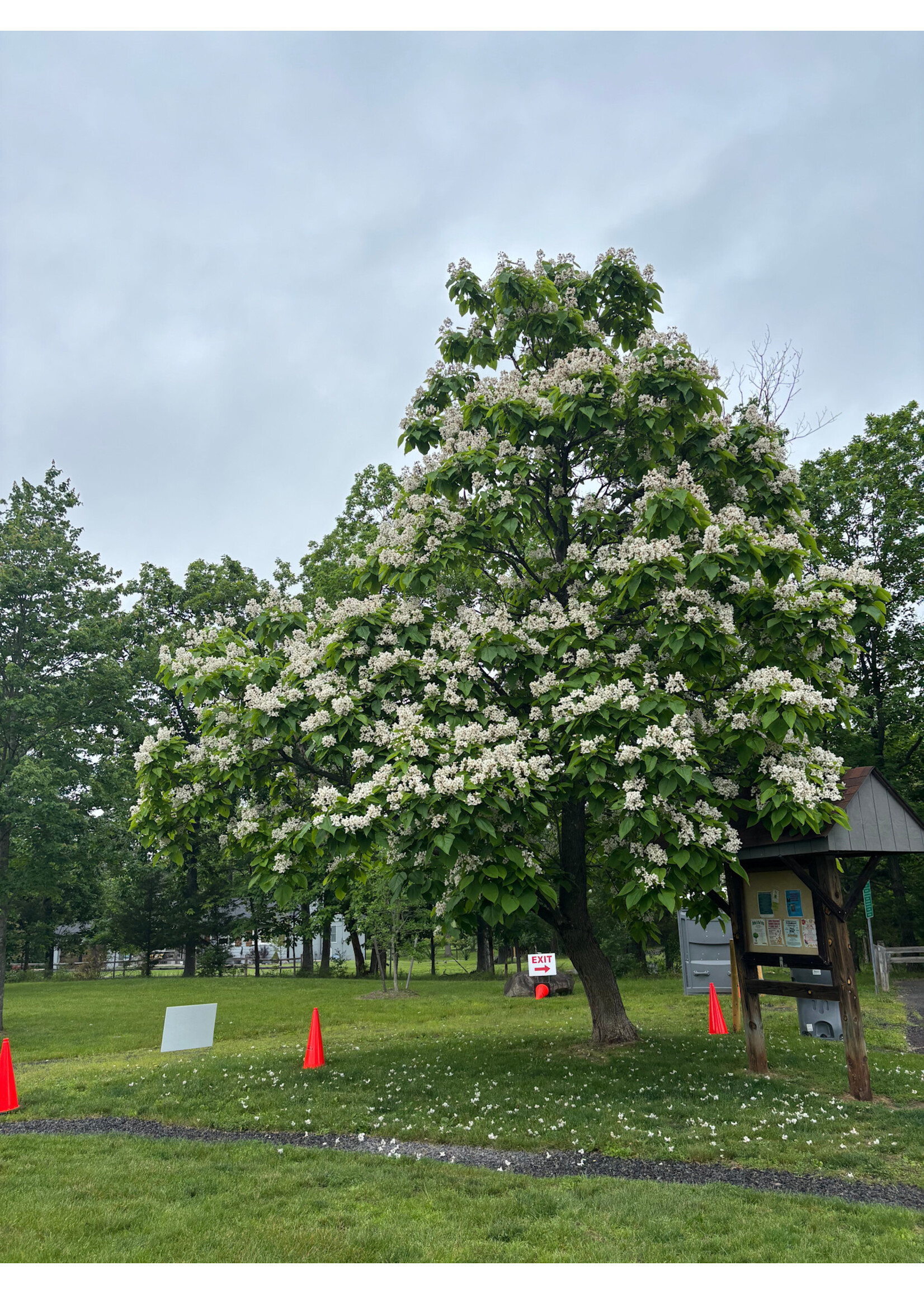 Catalpa speciosa, Northern Catalpa #3