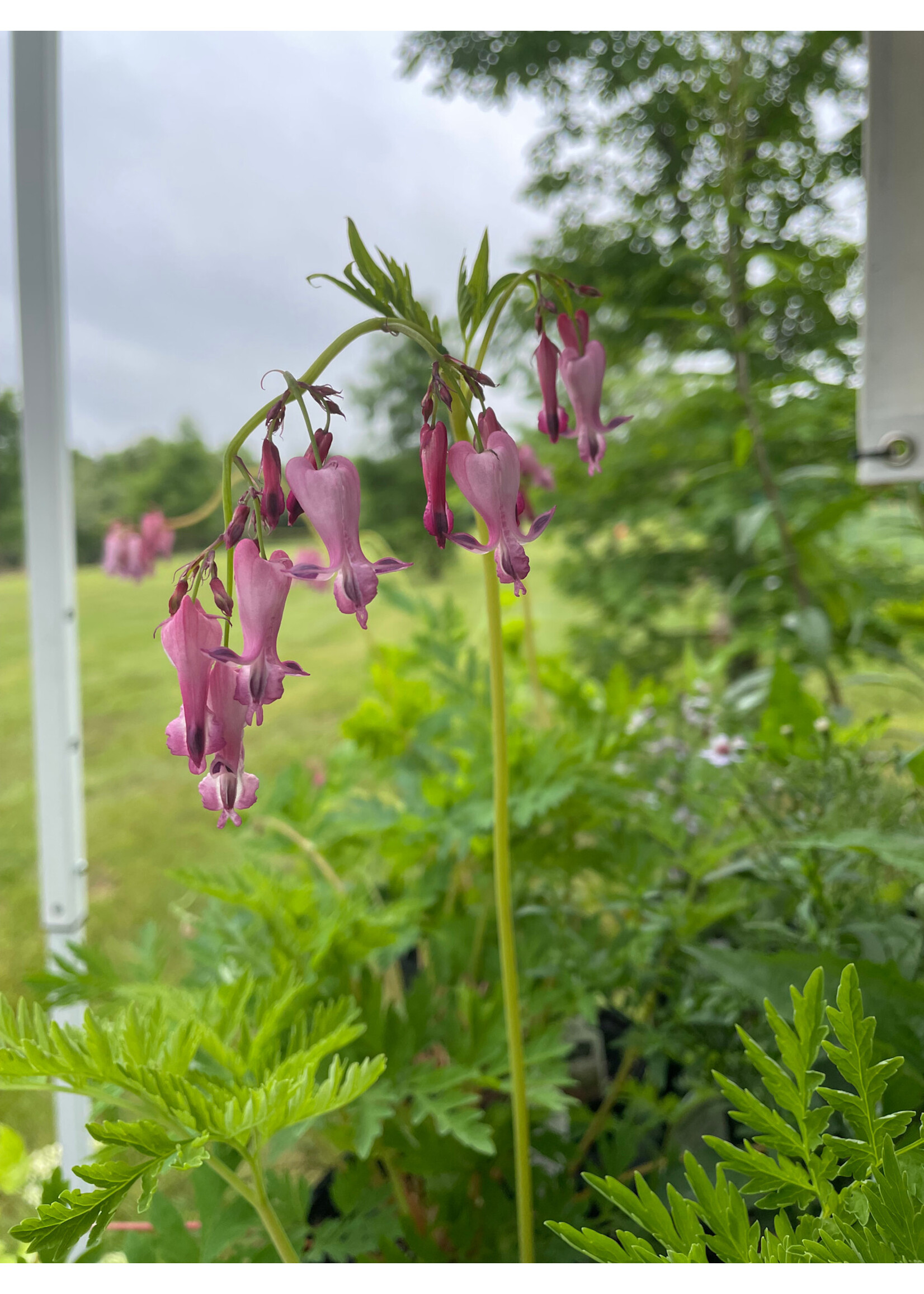 Dicentra eximia Luxuriant,  Bleeding Heart, Everblooming, #1