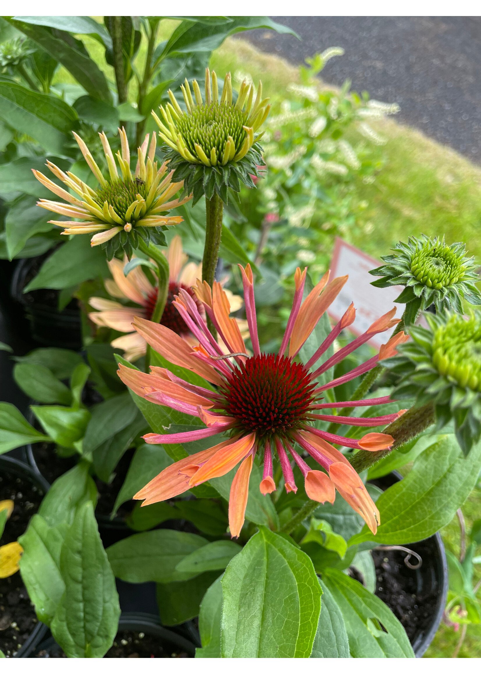 Echinacea pur. Soft  Orange, Coneflower #1