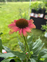Echinacea Kismet Pink Lemonade, Coneflower #1