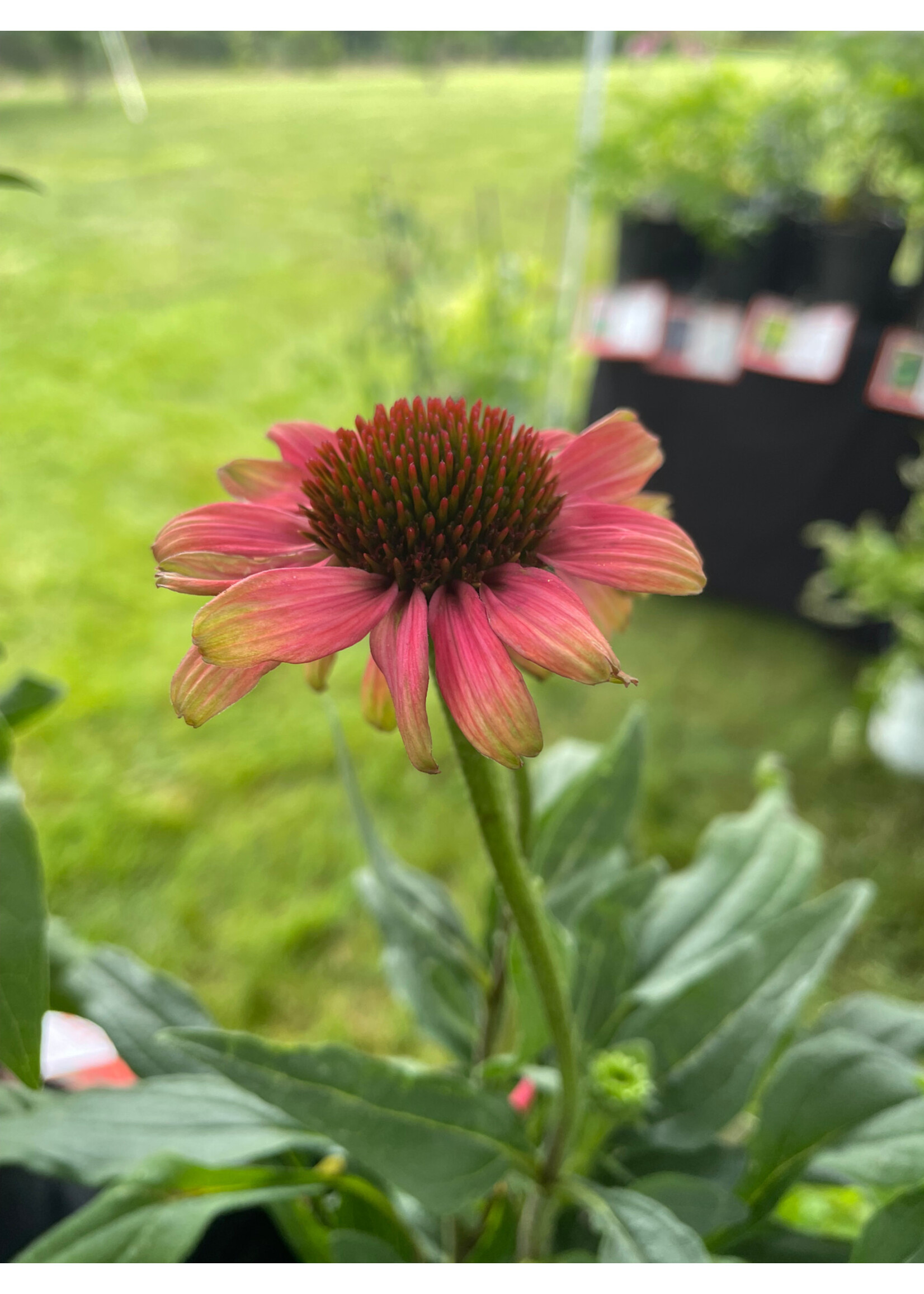 Echinacea Kismet Pink Lemonade, Coneflower #1