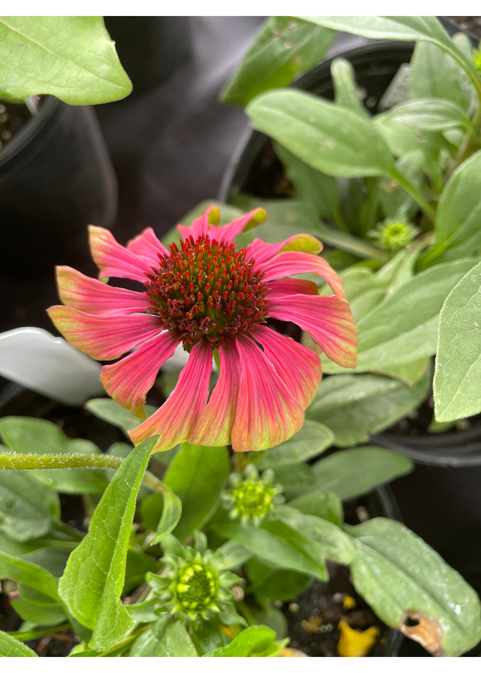 Echinacea Kismet Pink Lemonade, Coneflower #1