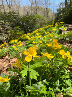 Stylophornum diphyllum, Celandine Wood Poppy, #1