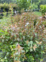 Abelia x grandiflora John Creech, #3 Glossy Abelia