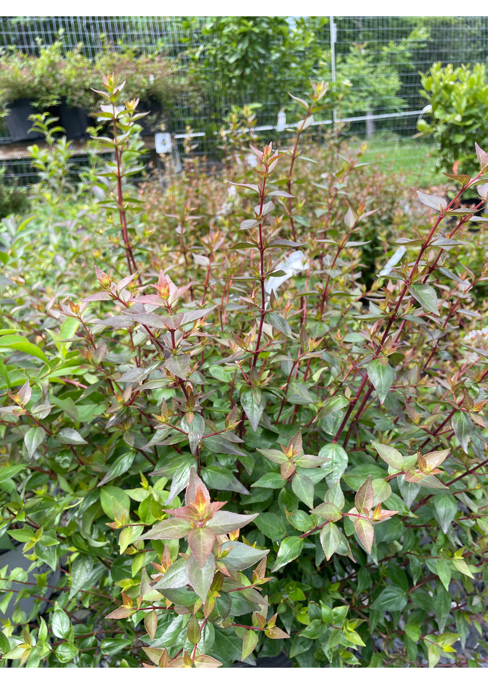 Abelia x grandiflora John Creech, #3 Glossy Abelia