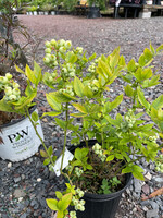 Vaccinium Blueberry, Northland #2