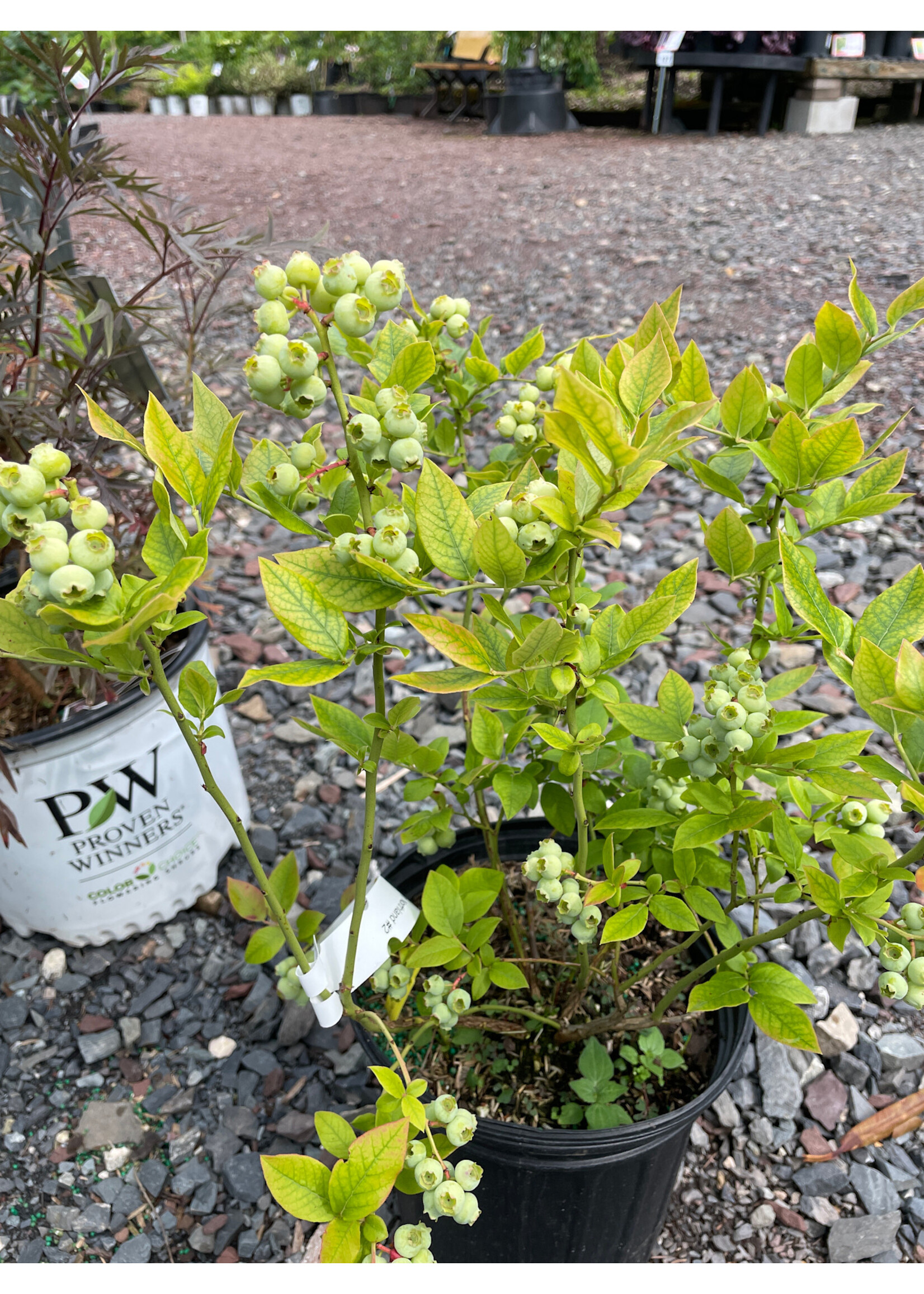 Vaccinium Blueberry, Northland #2