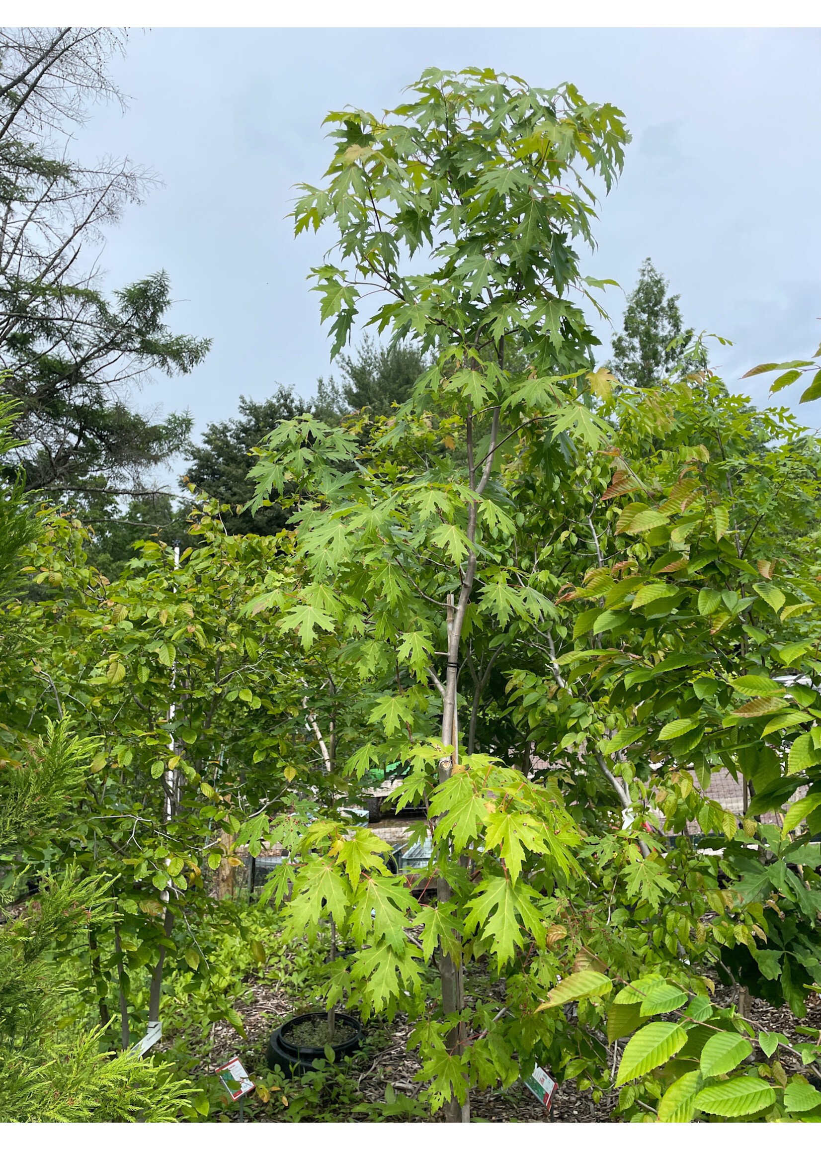 Acer saccharinum, Silver Maple #5