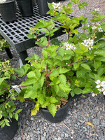 Rubus Triple Crown Blackberry,  #3