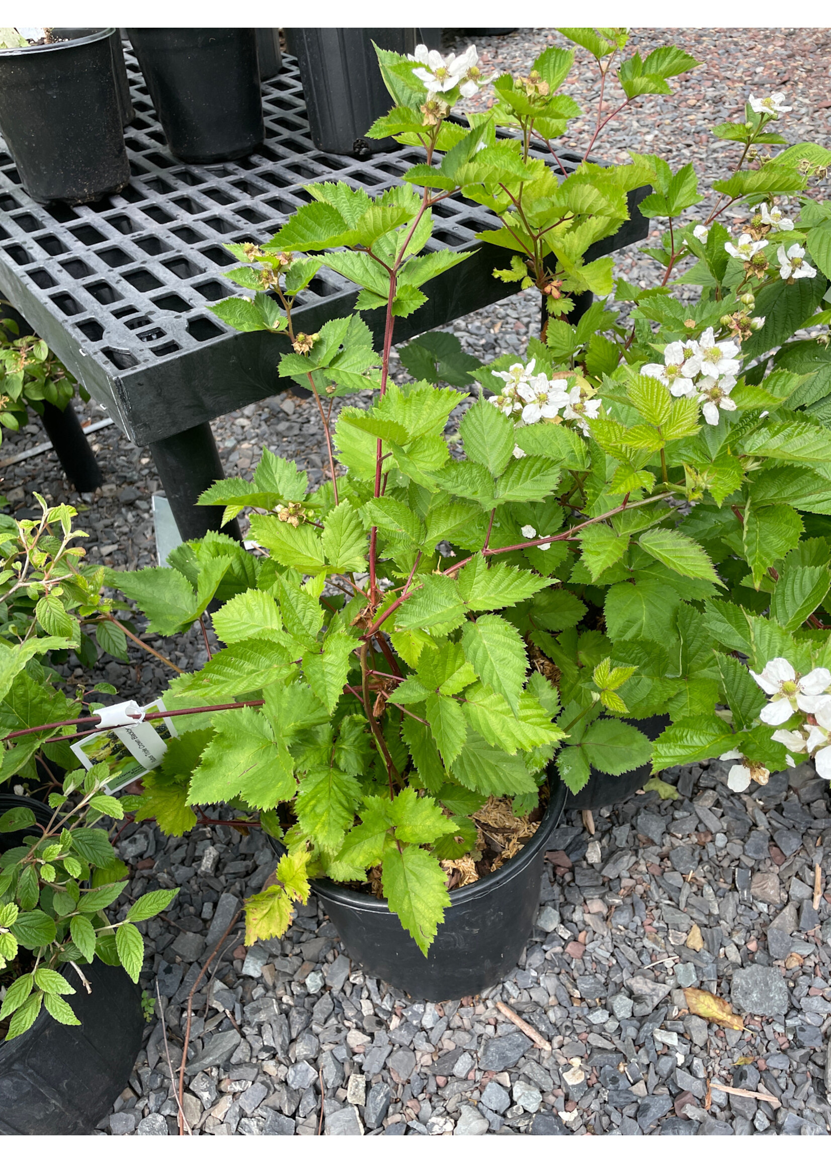 Rubus Triple Crown Blackberry,  #3