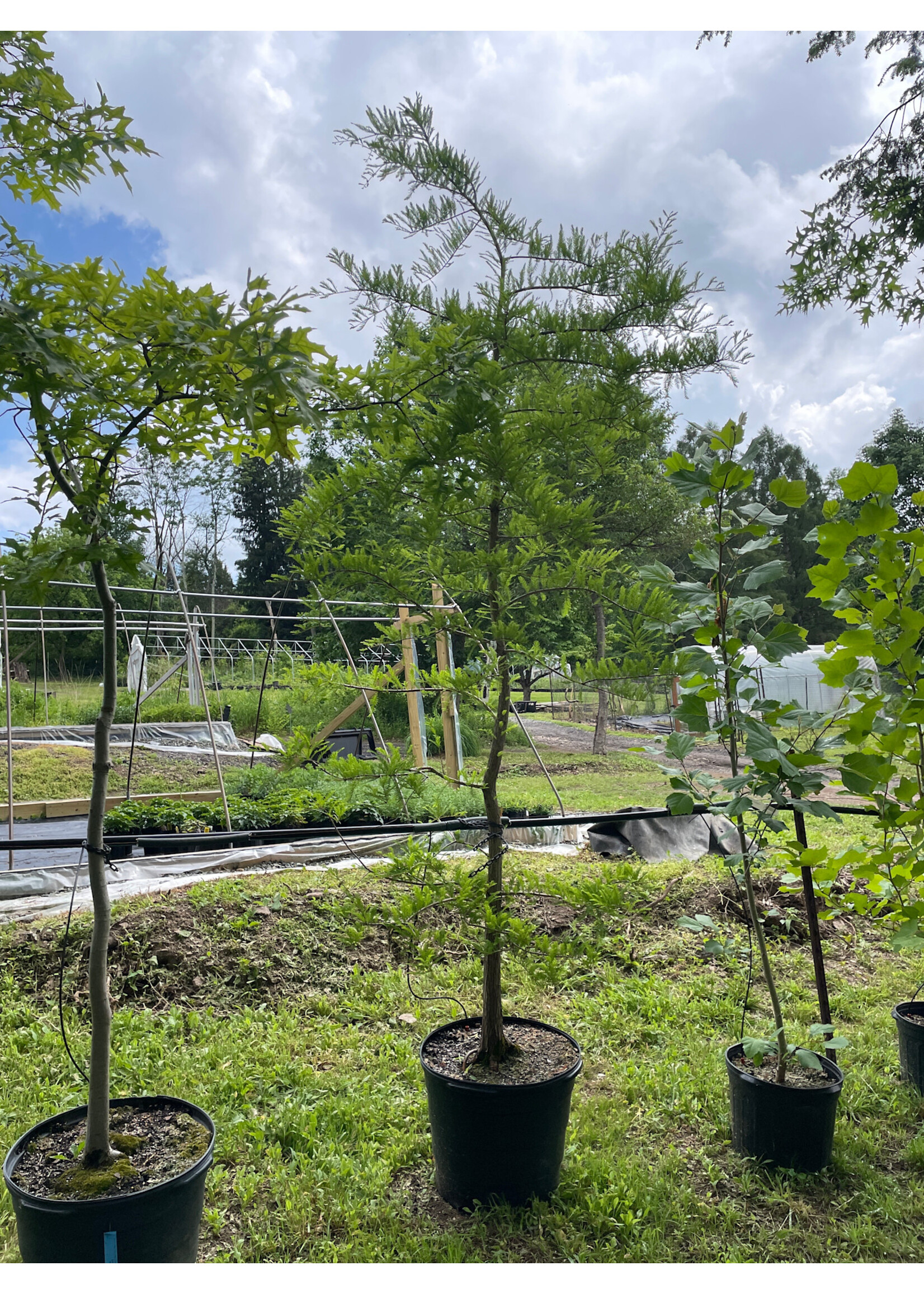 Taxodium distichum, Bald Cypress #15