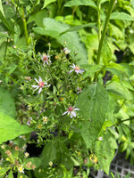 Symphyotrichum/Aster cordifolius Avondale- Aster, Blue Wood, #1