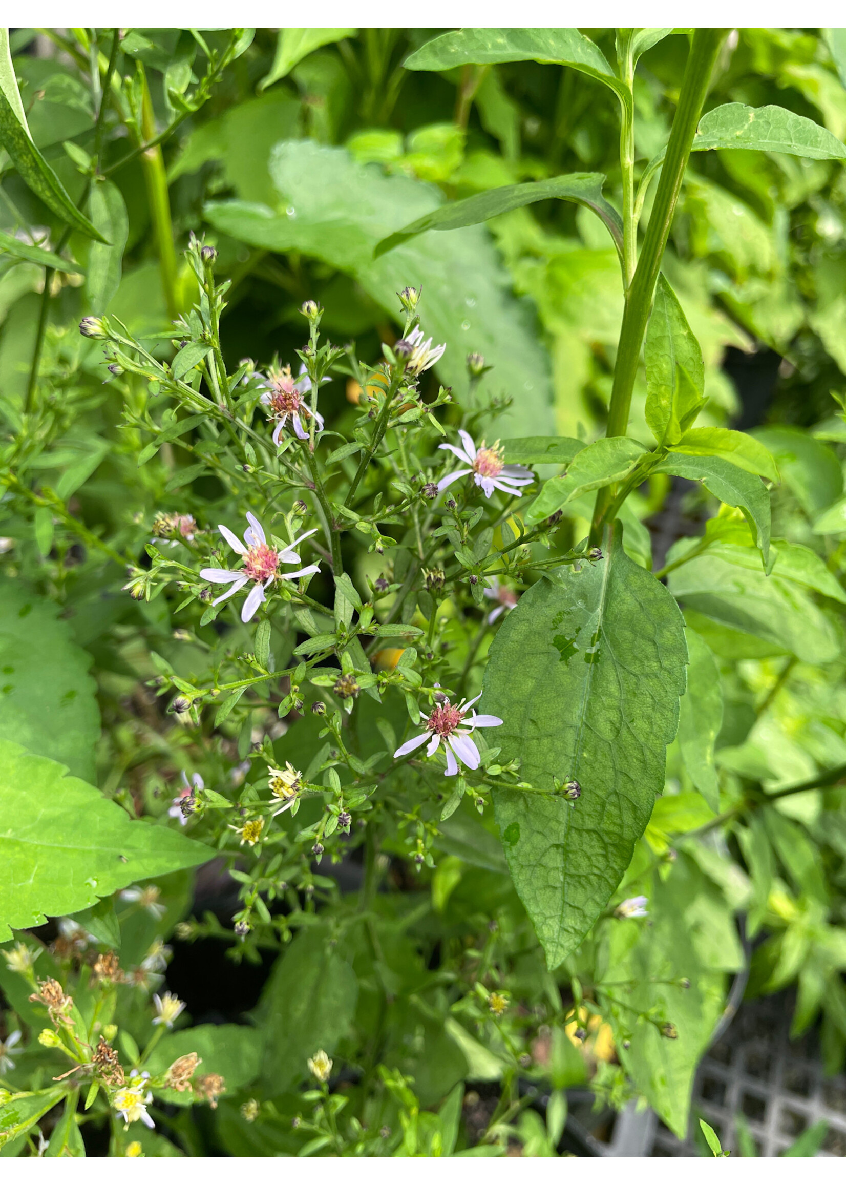 Symphyotrichum/Aster cordifolius Avondale- Aster, Blue Wood, #1