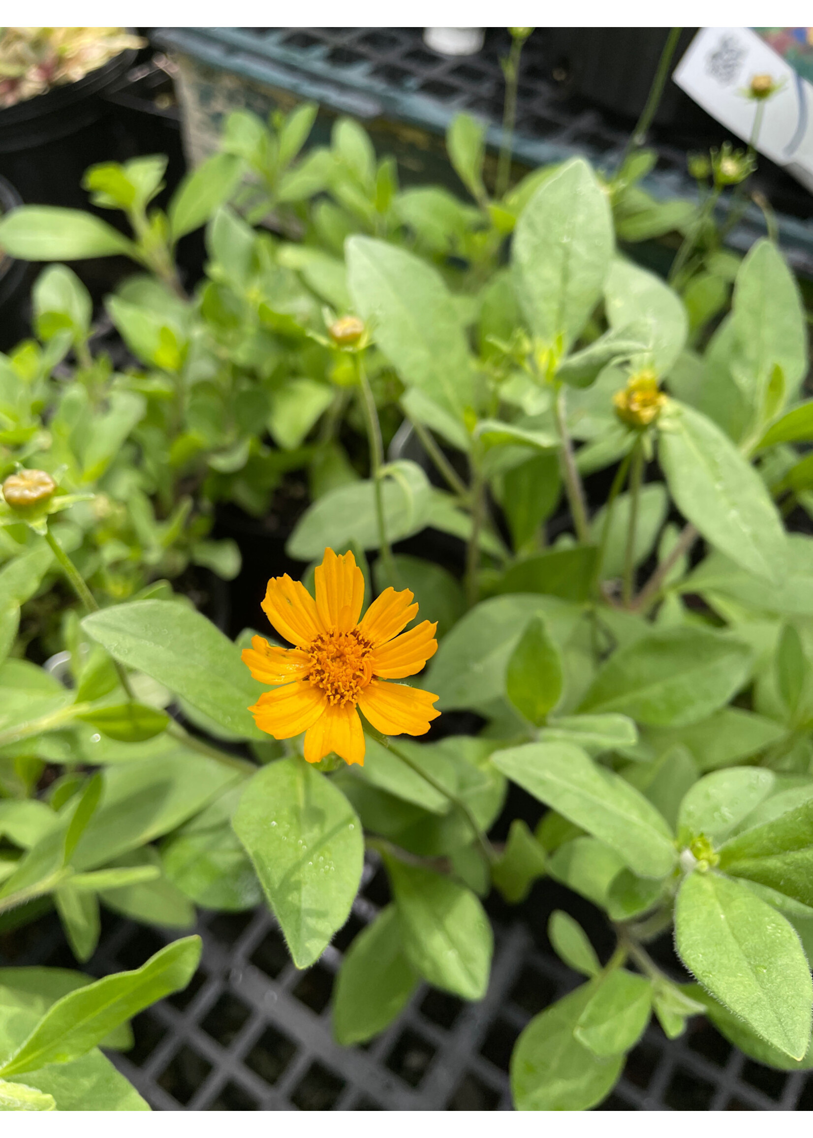 Coreopsis pubescens 'Sunshine Superman, Star Tickseed, #1