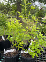 Rhododendron arborescens, Smooth Azalea #1