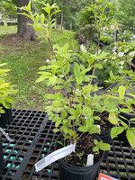 Rhododendron calendulaceum, Flame Azalea #1