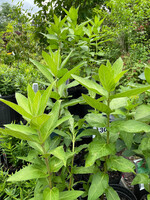Asclepias incarnata var. pulchra, Eastern Swamp Milkweed #1