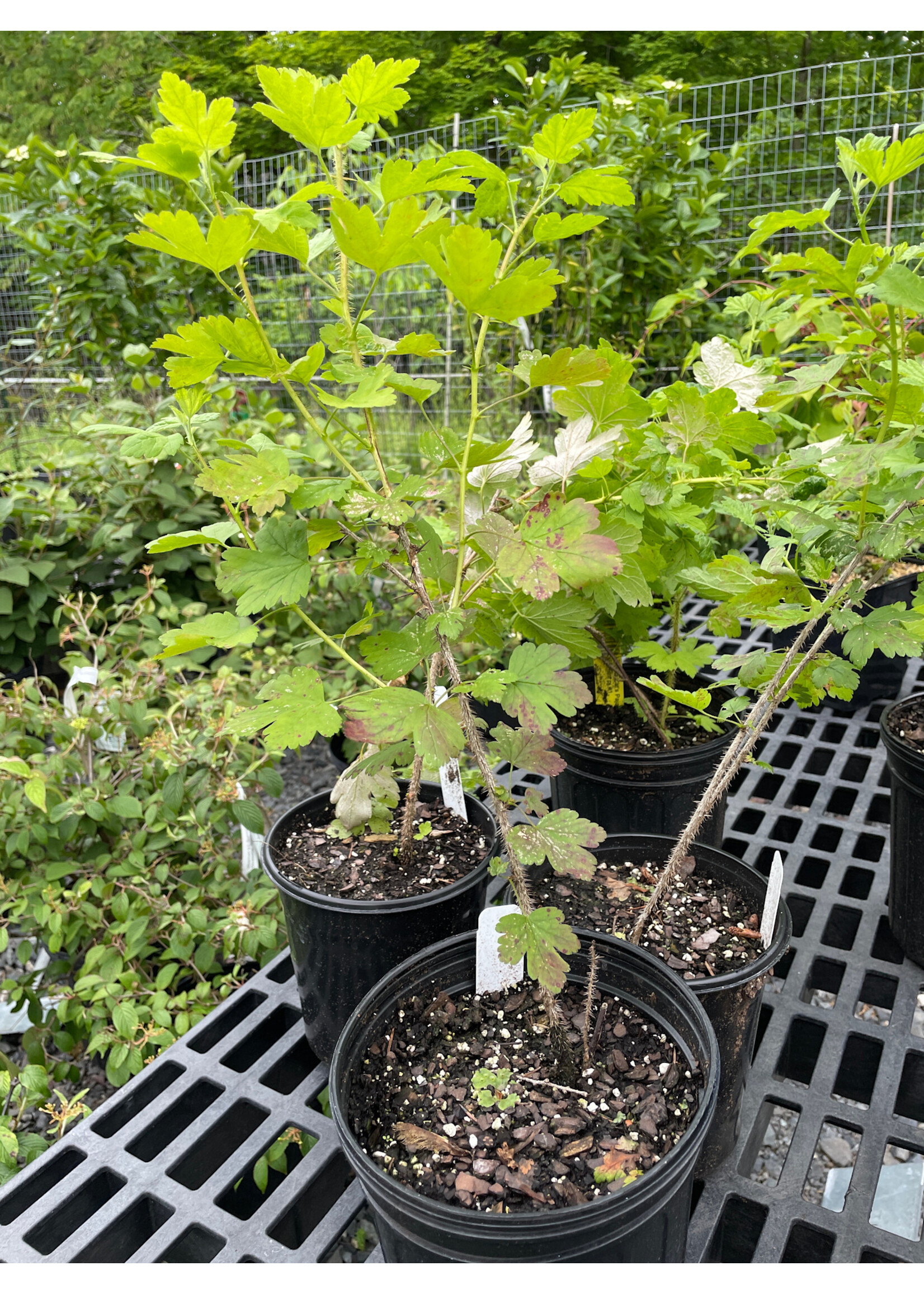 Ribes missouriense, Missouri gooseberry