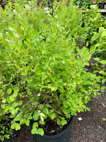Symphoricarpos albus, Snowberry #3