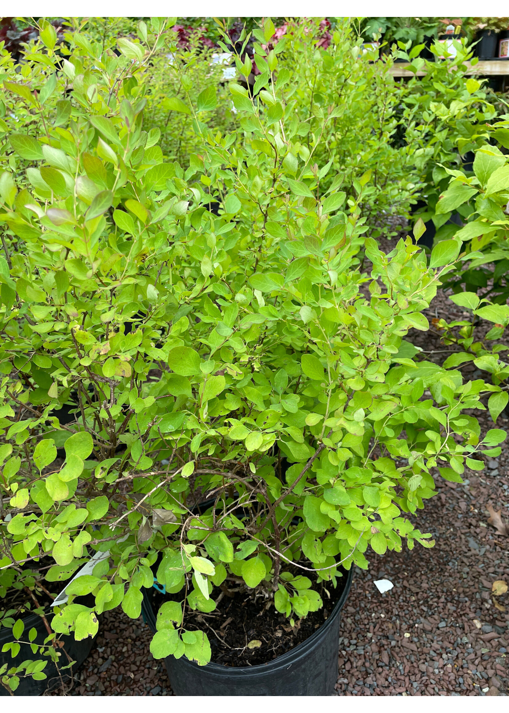 Symphoricarpos albus, Snowberry #3