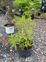Sambucus can. Bob Gordon Elderberry, , #3