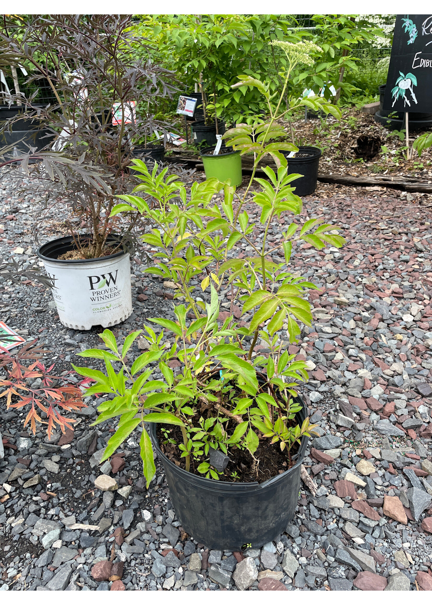 Sambucus can. Bob Gordon Elderberry, , #3