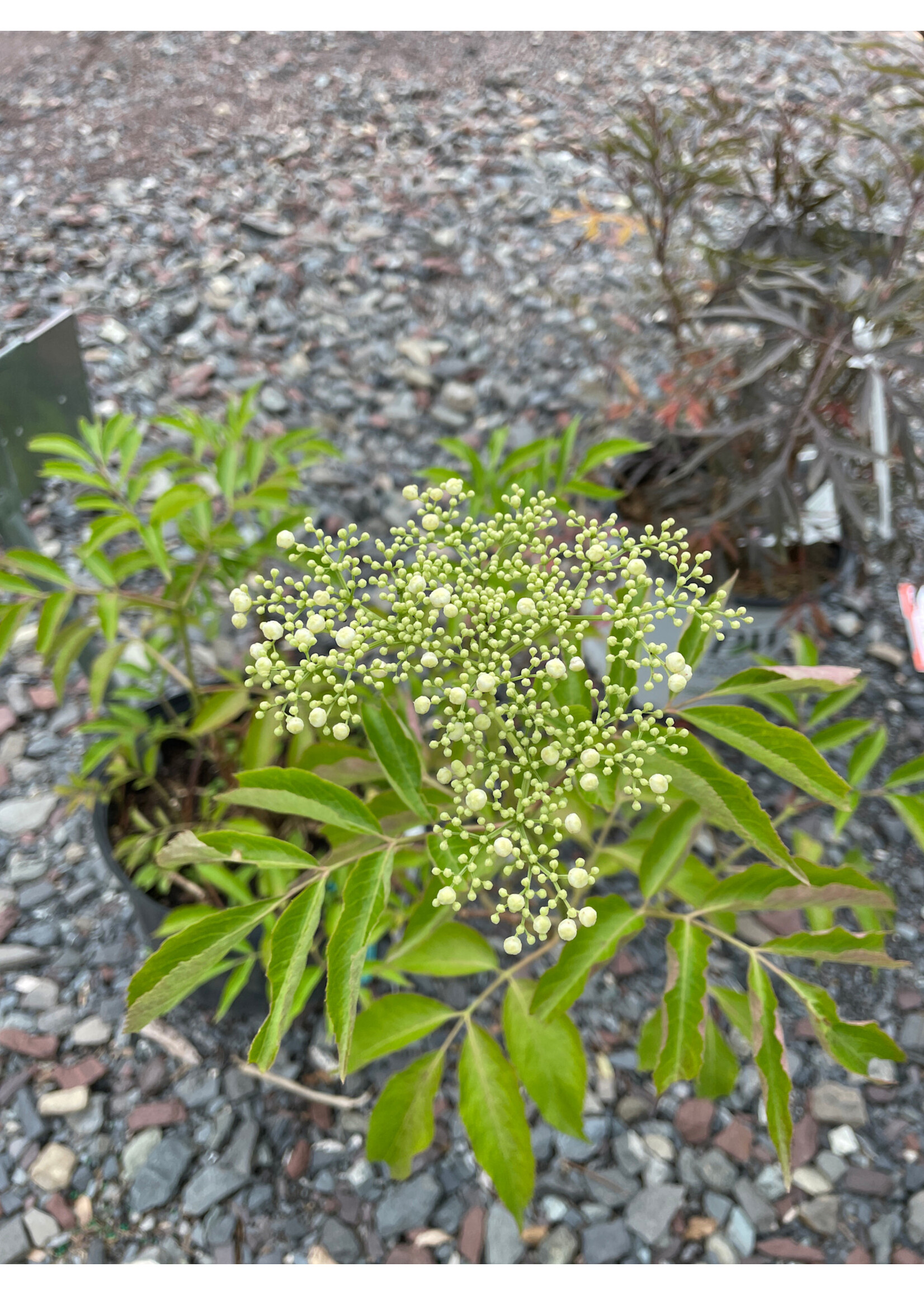 Sambucus can. Bob Gordon Elderberry, , #3
