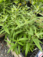 Caryopteris Blue Empire, Bluebeard #1