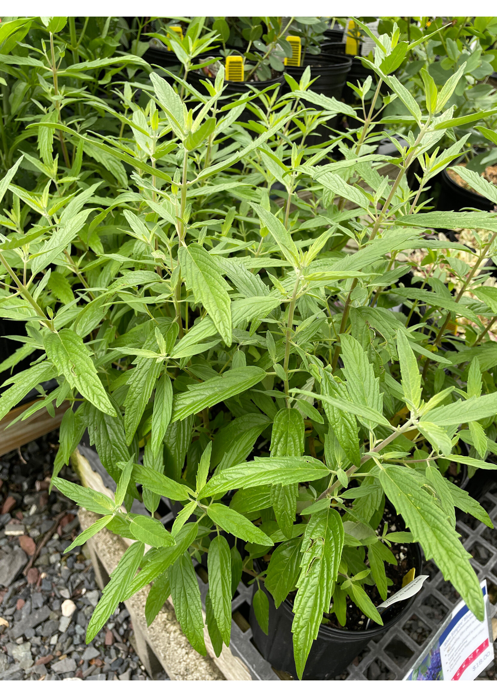 Caryopteris Blue Empire, Bluebeard #1