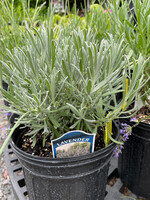 Lavender x intermedia Sensational, Lavender #1