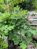 Quercus x schuettei Kimberly Selection #7