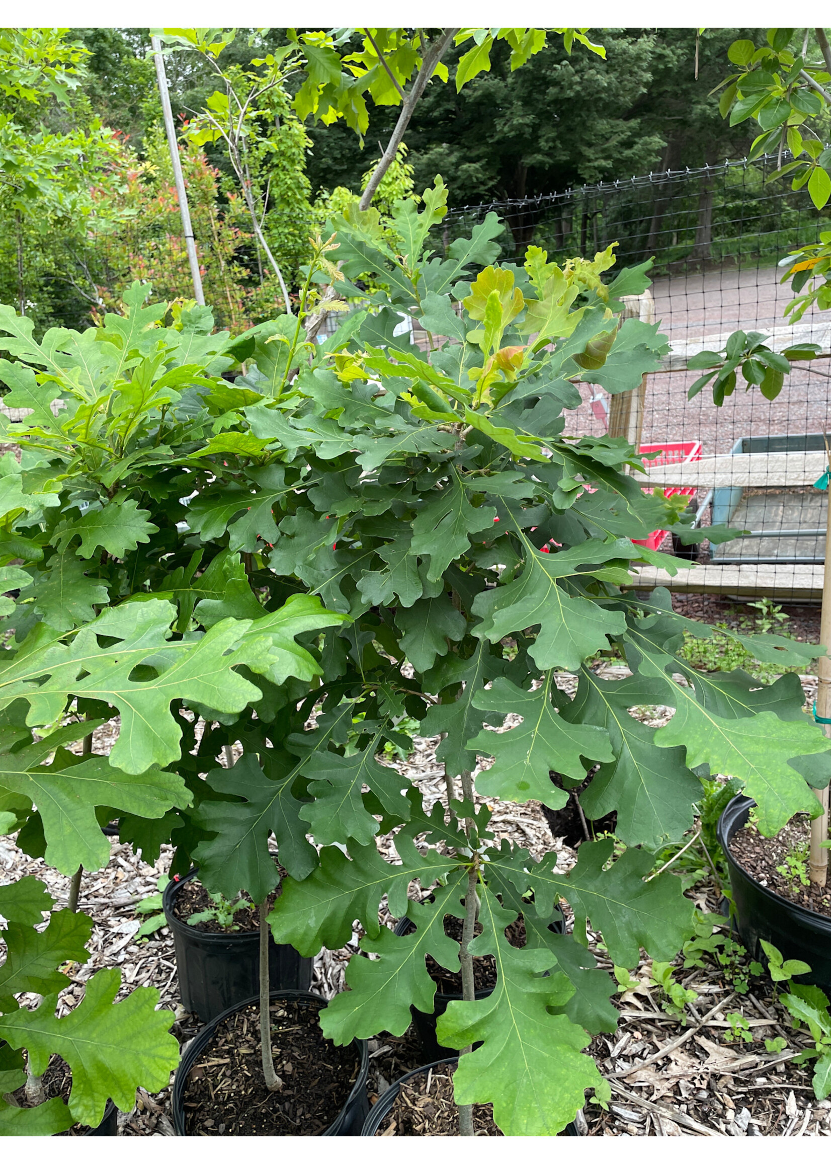 Quercus x schuettei Kimberly Selection #7