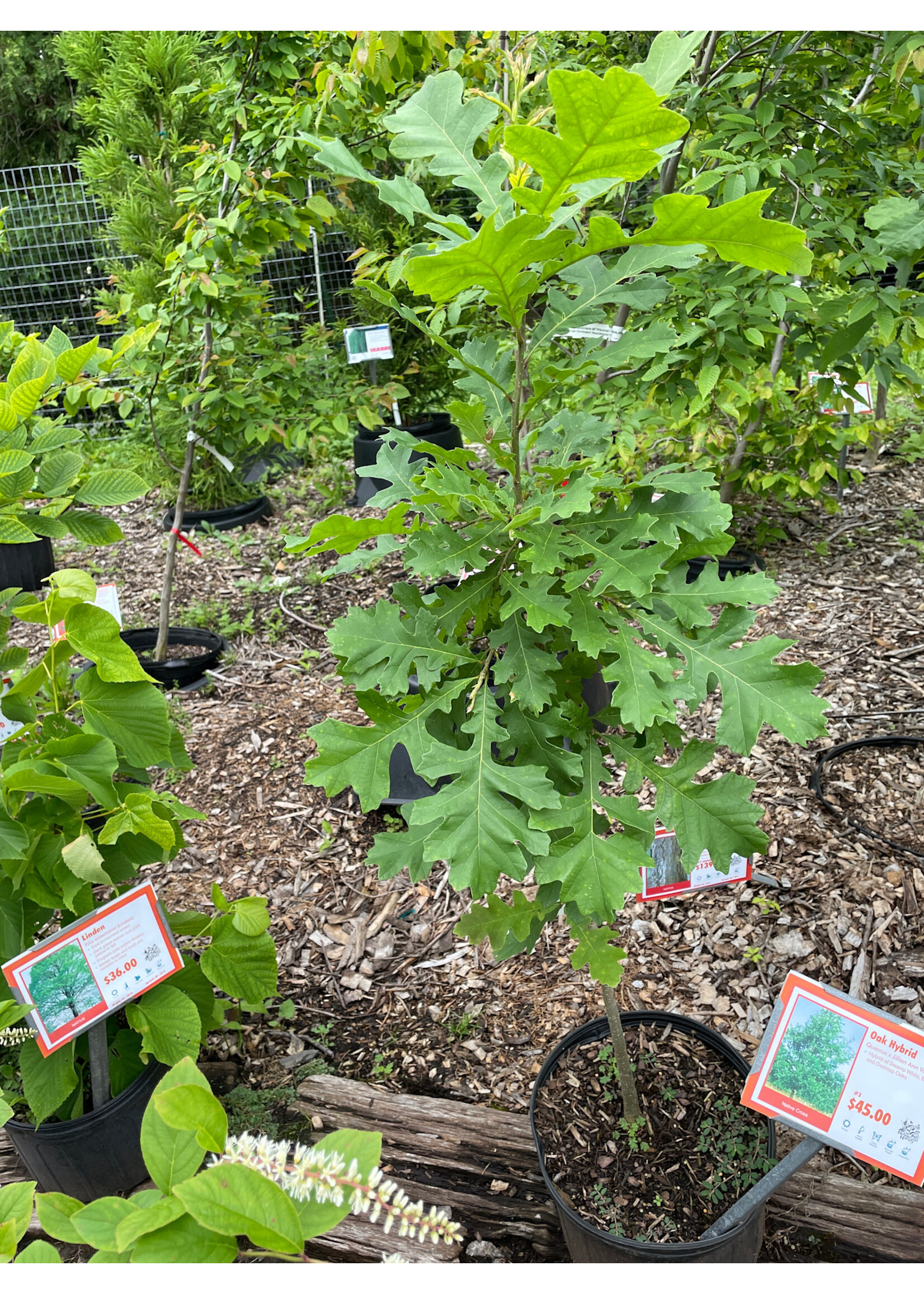 Quercus X Jillian Ann Young, Oak #3
