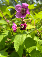 Rubus odoratus, Purple Flowering Raspberry #3